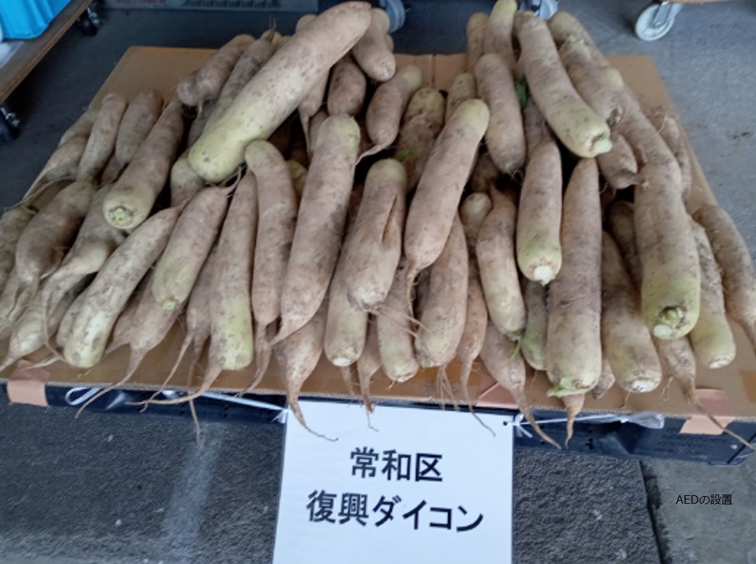 常和区復興大根
